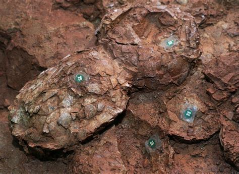 fossilized dinosaur eggs pictures